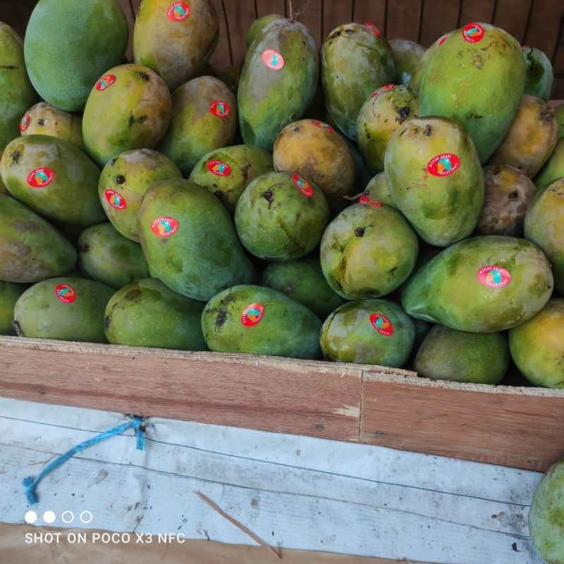 

mangga harum manis matang pohon super