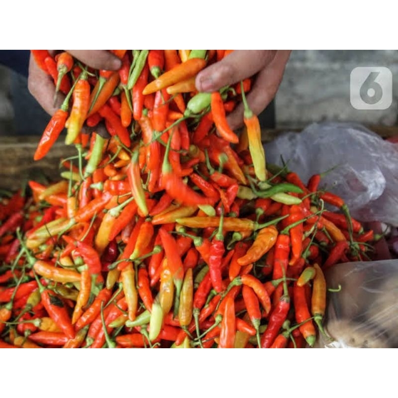 

Cabe Rawit Merah 1kg - Cabe Rawit Merah 1kg murah