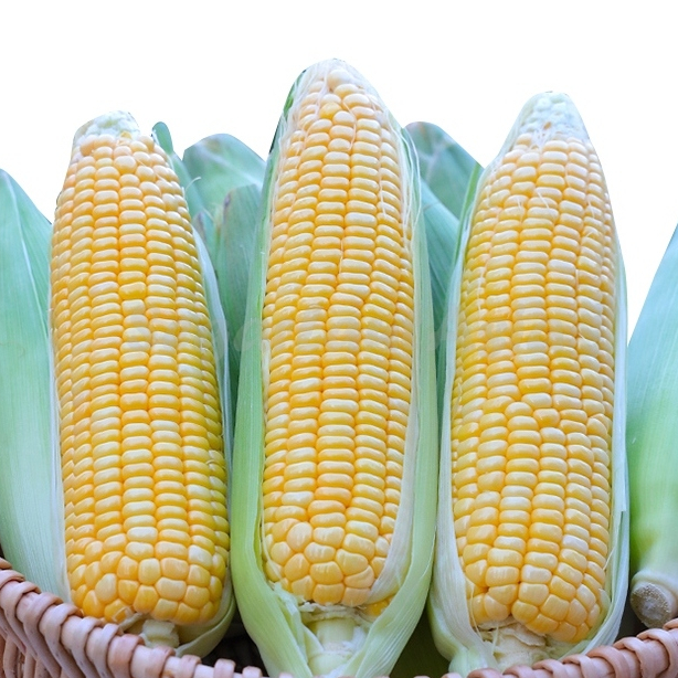 

Sayur Segar Jagung Manis Segar 1Pcs