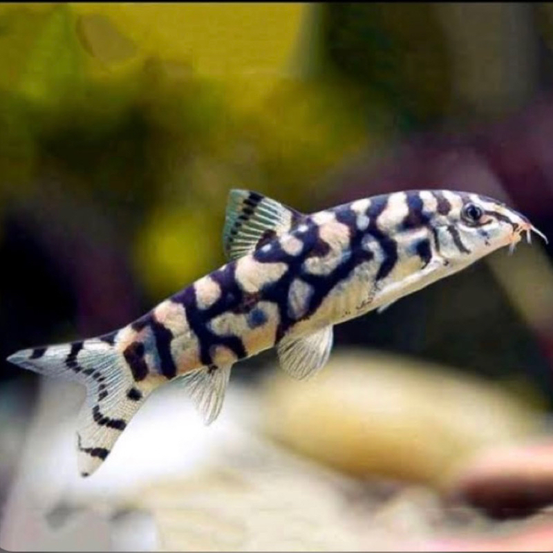 IKAN HIAS BOTIA INDIA (BOTIA LOHACHATA) IKAN HIAS AQUASCAPE AQUARIUM