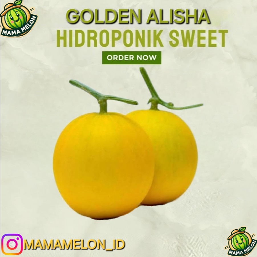 

Melon Premium Emas Golden Alisha Hidroponik Organik Sweet Melon Madu Not Dang Farmhill Sunpride Export Quality Medium