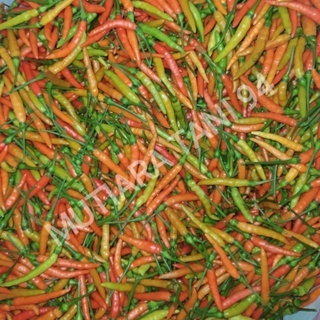 

CABE RAWIT "SAMIA PREMIUM" 12 gram { 3000 seeds }