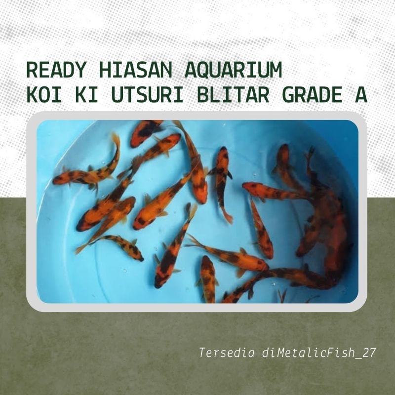 Murah Meriah Koi Ki UTSURI blitar Grade A  ( Aksesoris Aquarium )