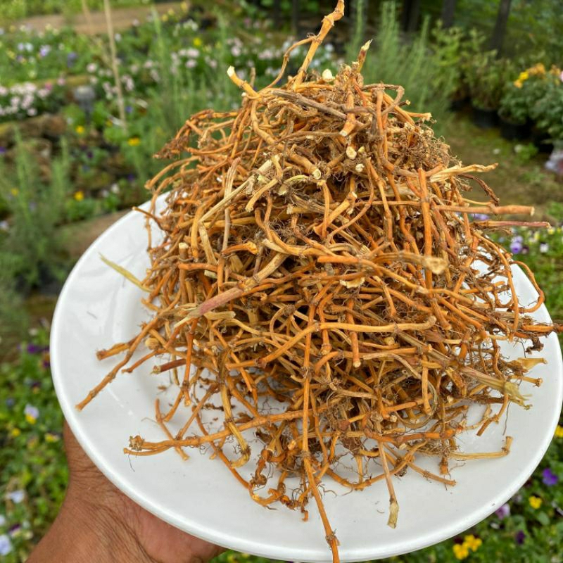 

Akar Houttuynia Cordata 100% Natural Dried Fish Mint 100gr