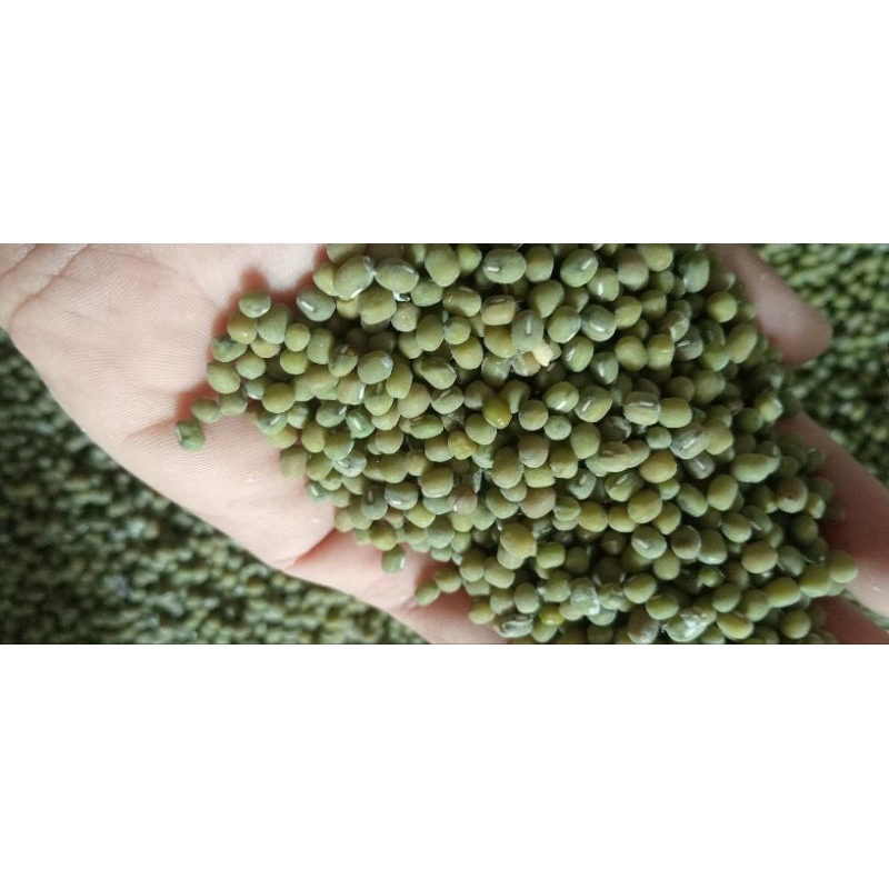 

KACANG HIJAU BESAR PREMIUM 500 gram| BUBUR| ISIAN KUE| BIBIT