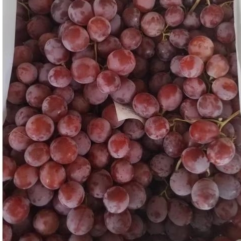 

Indukbuah Buah Anggur Red Globe China Manis 1 kg
