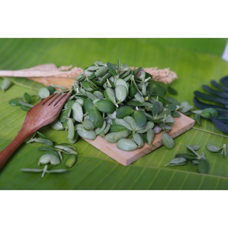 

Ssl09 Katel Sayuran Khas Majalengka 500g berprotein tinggi