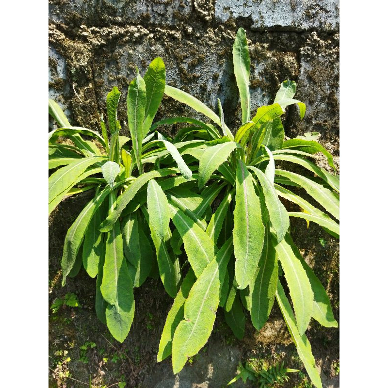 

Daun Tempuyung/Lampuyung Hijau Segar 200 GR