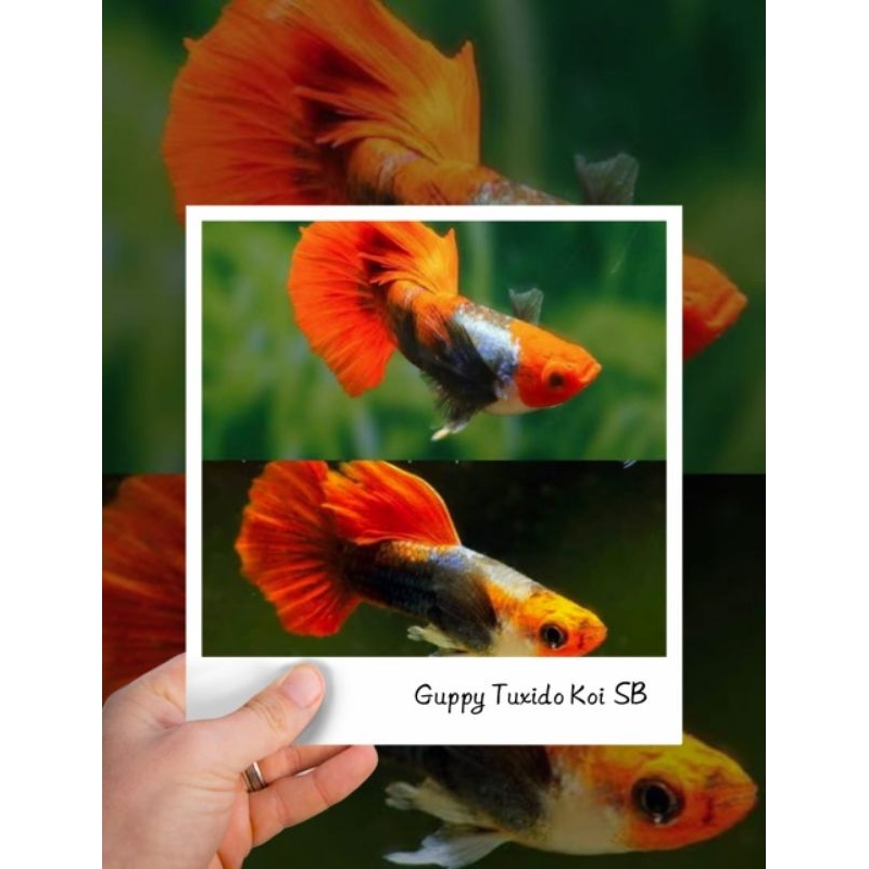 GUPPY TUXEDO KOI SHORT BODY