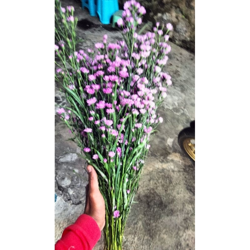 bunga potong pikok segar