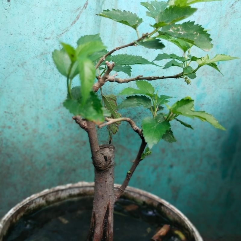 Jual Tanaman Bahan Bibit Bonsai Murbei / Pohon Murbei / Tanaman Murbey / Mulberry / Besaran