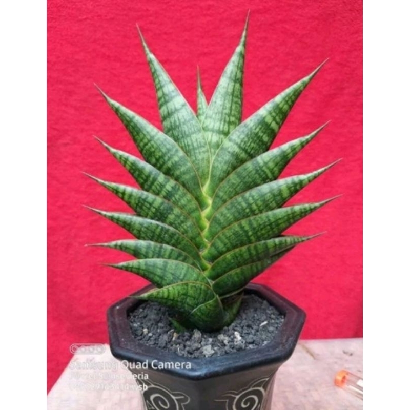 Sansivera Hybrid "SINDORO"