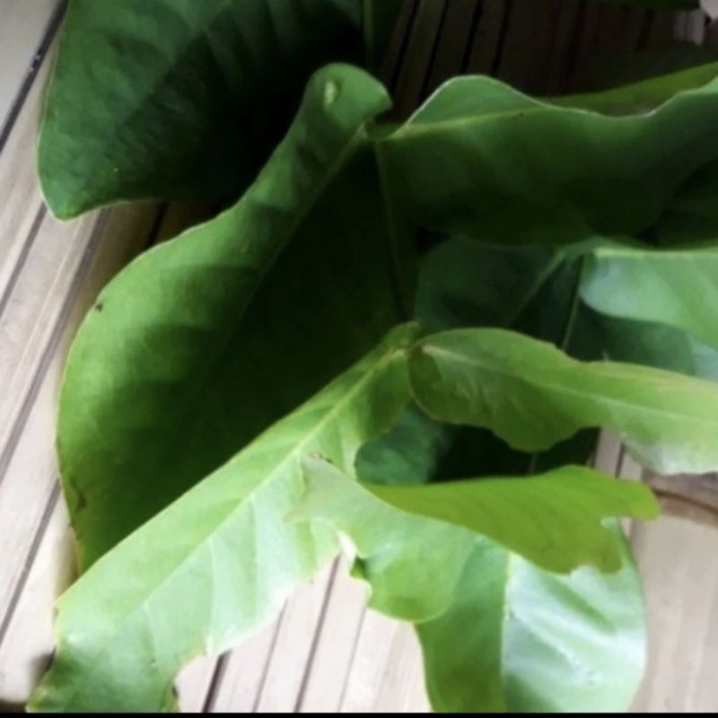 

daun jambu air segar 500g