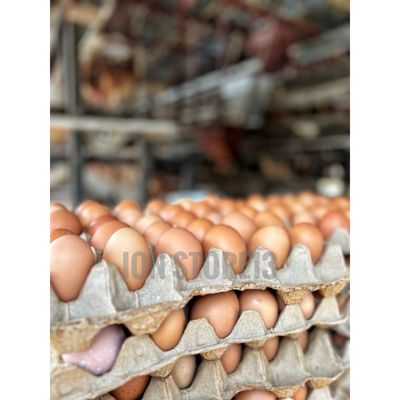 

Telur Ayam Negeri