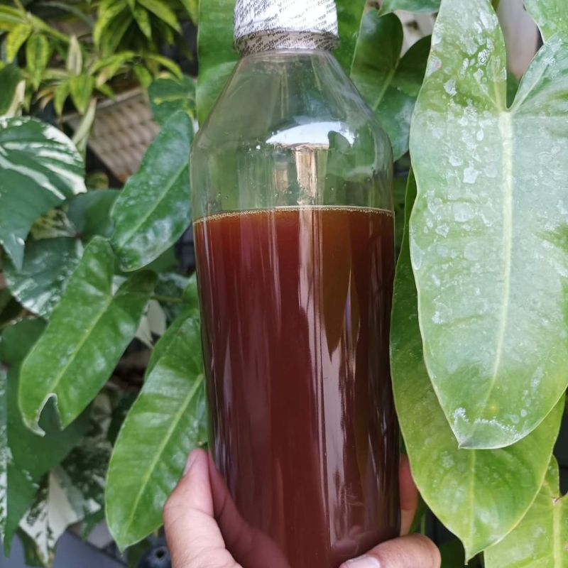 

Madu Klanceng Trigona Inchisa/ kemasan 1kg / Madu Hutan Murni/ Marksin Honey