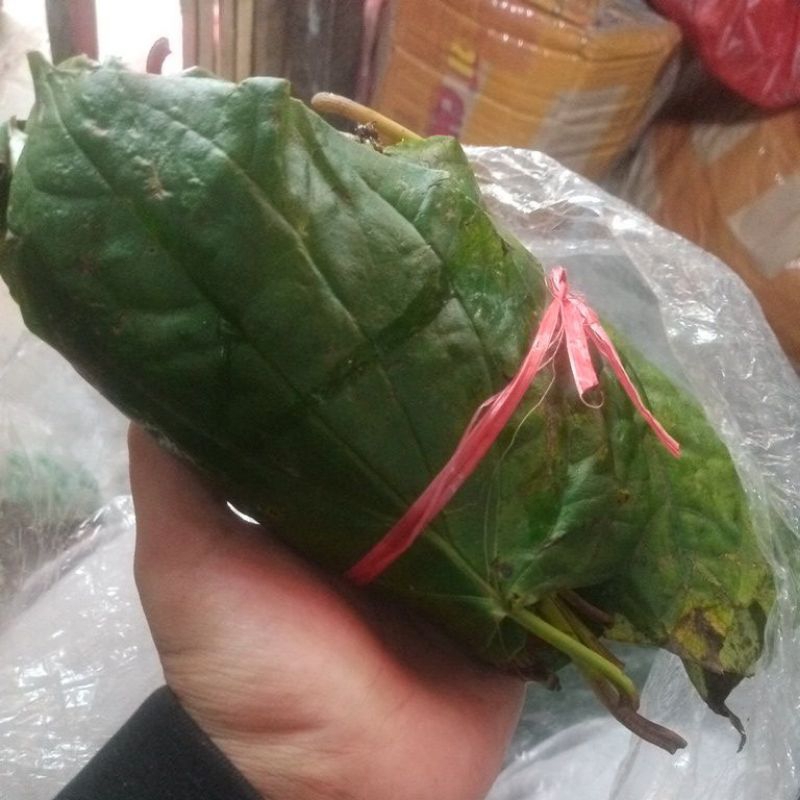 

daun sirih segar