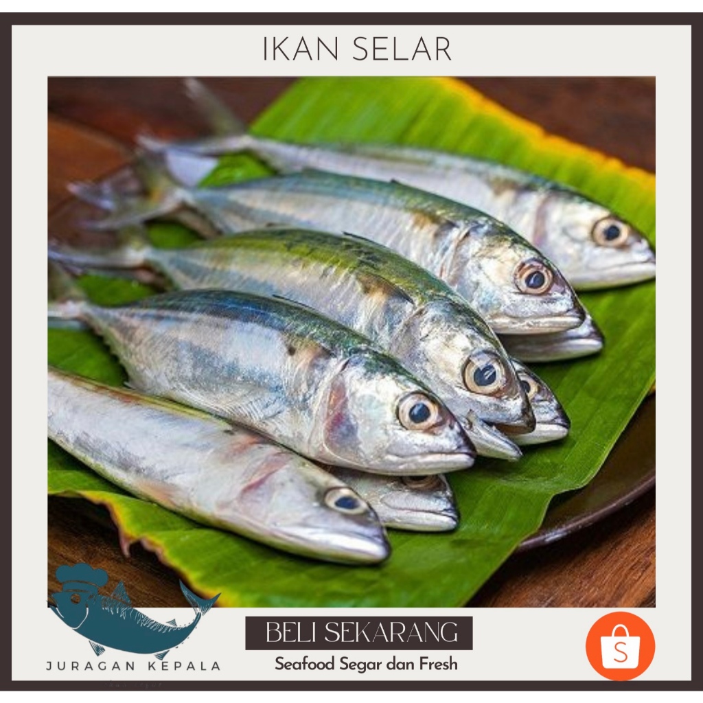 

IKAN SELAR KECIL SEGAR 1 KG