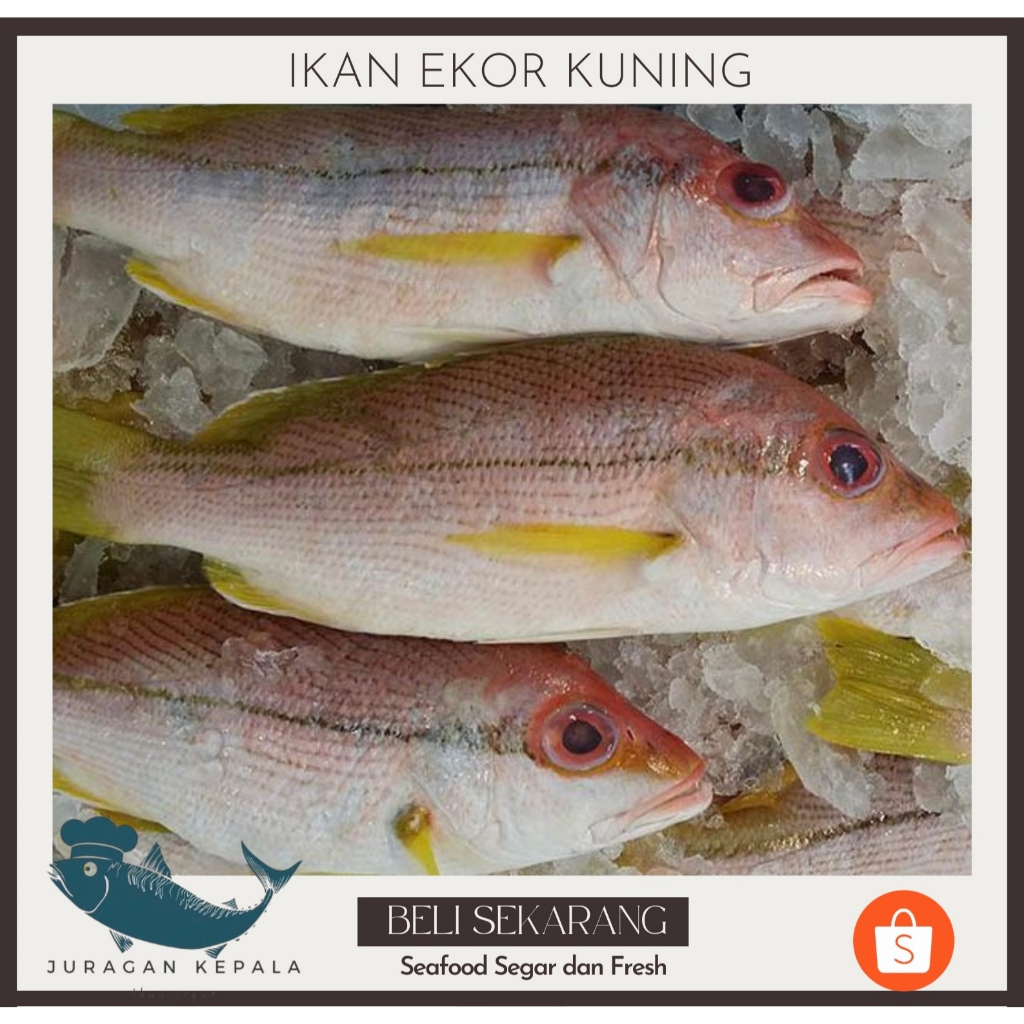 

IKAN EKOR KUNING SEGAR 1 KG