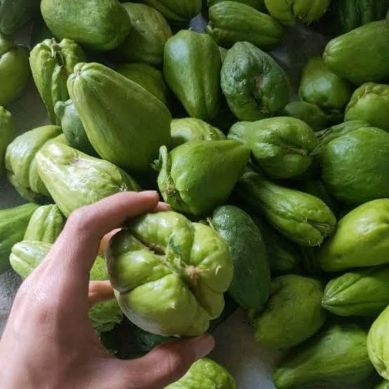 

KEBUN_ALAN-Bibit Labu Siam Anggur Ori Berkualitas Siap Tanam