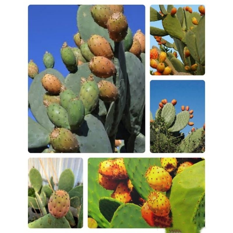 BIBIT KAKTUS BERBUAH BASROMI OPUNTIA FICUS INDICA APPLE CAKTUS.