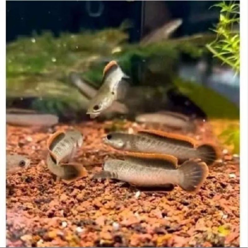 baby limbata wc muncul rim merah