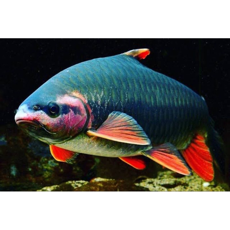 Red Phoenix Barb