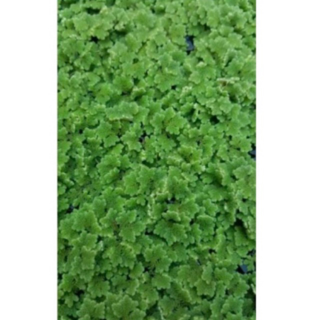 Paket 1 Kg AZOLLA Pakan Ikan Bibit Rumput AZOLLA Pakan Ternak Protein Nabati Alami