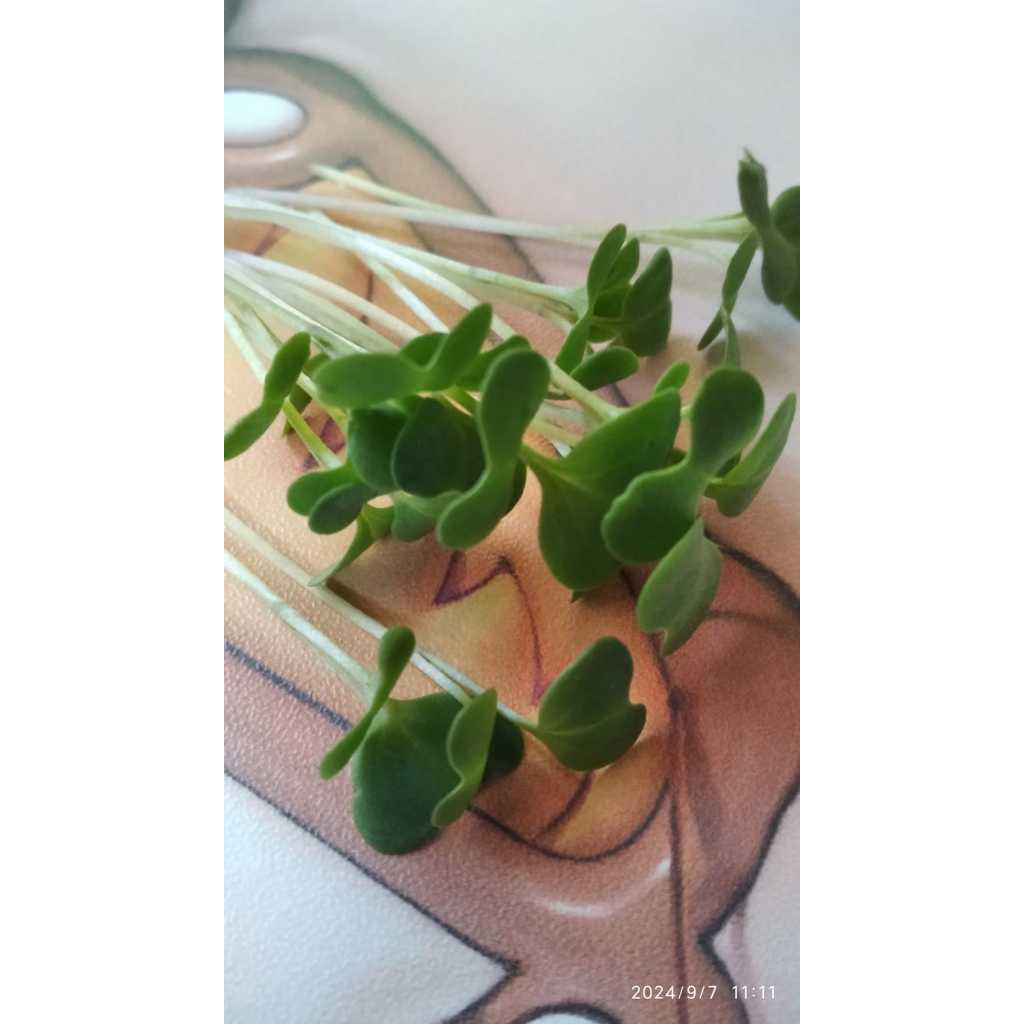 

Sayur Microgreen Green Mustard / Sawi Hijau 50 gram Freshcut Siap Makan Siap Masak