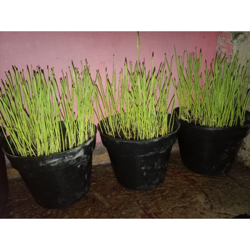 Rumput gandum kucing