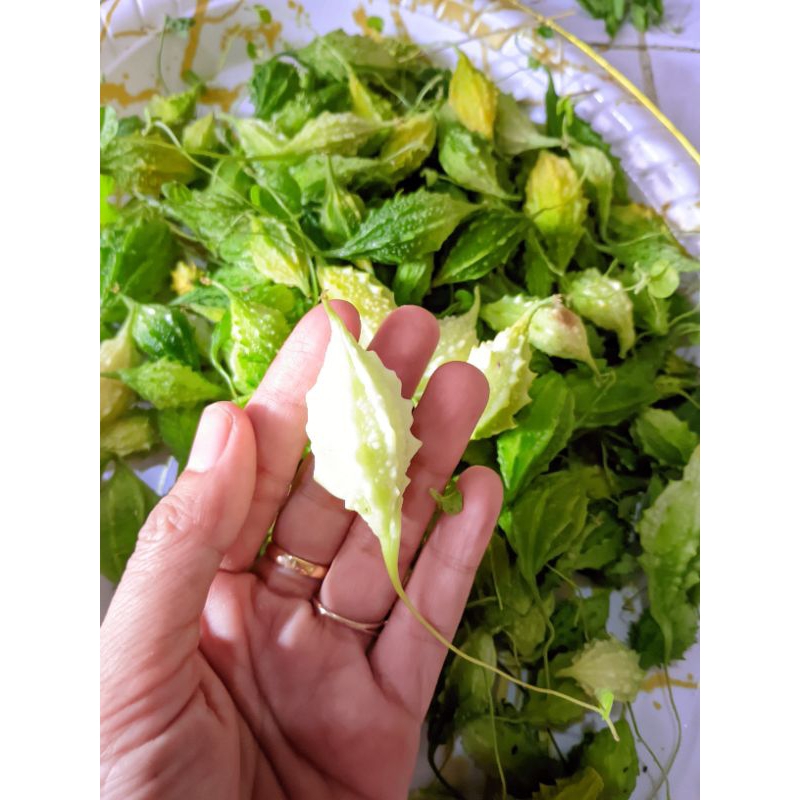 

PARE HUTAN FRESH 10RB / 100GR