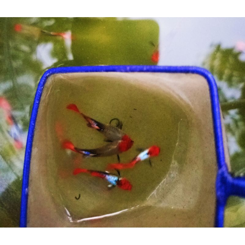 Guppy Tuxedo koi induk 1 pasang