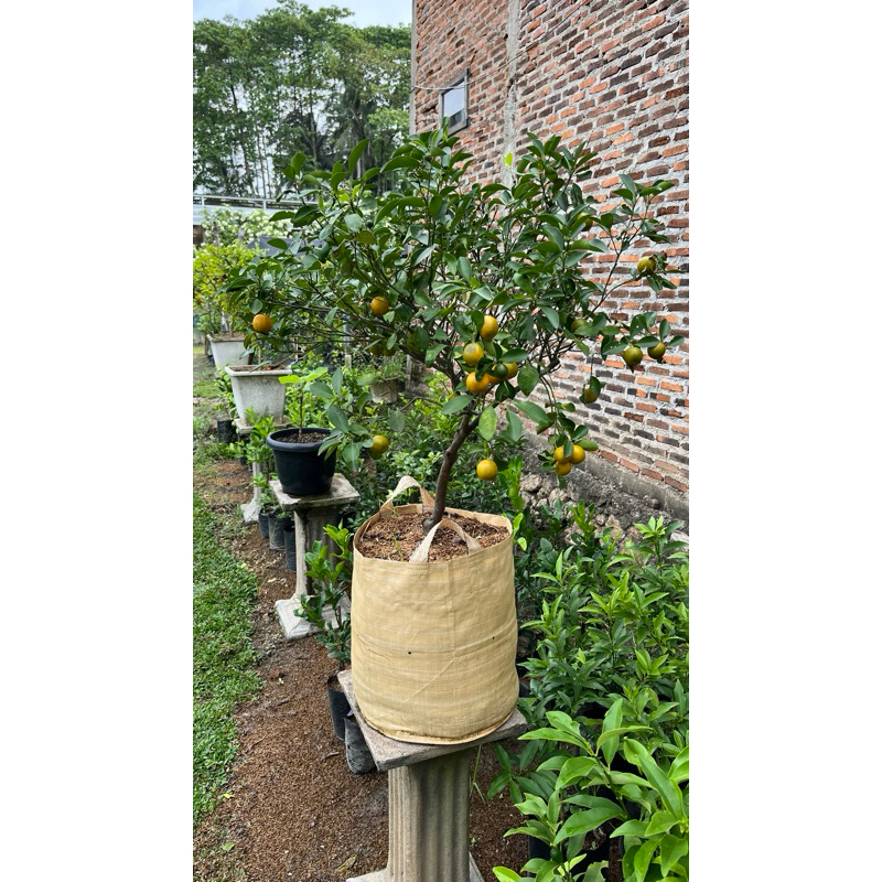 

Jeruk Kunci/Kasturi/Lemon Cui Berbuah