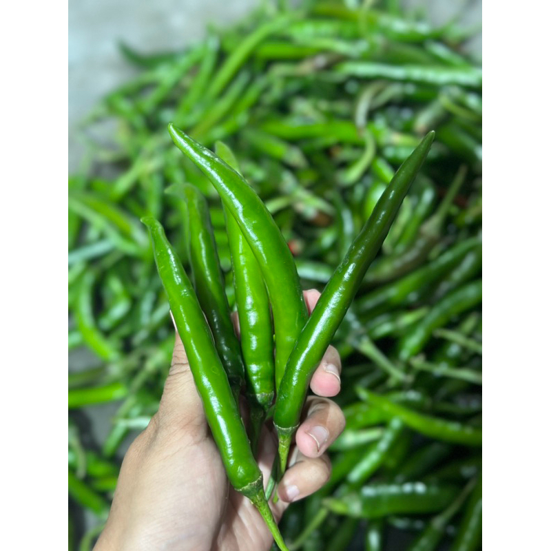 

cabe besar hijau 500gr petani banyuwangi