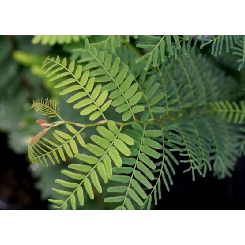 

200 Gram daun asam jawa Organik ( non pestisida ) untuk obat