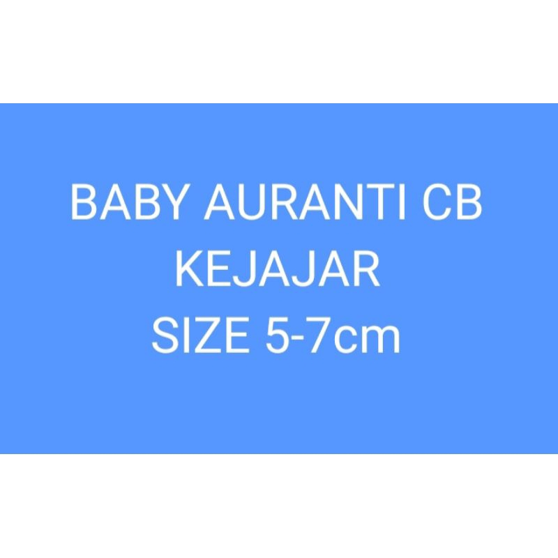 auranti cb kejajar size 5-7cm
