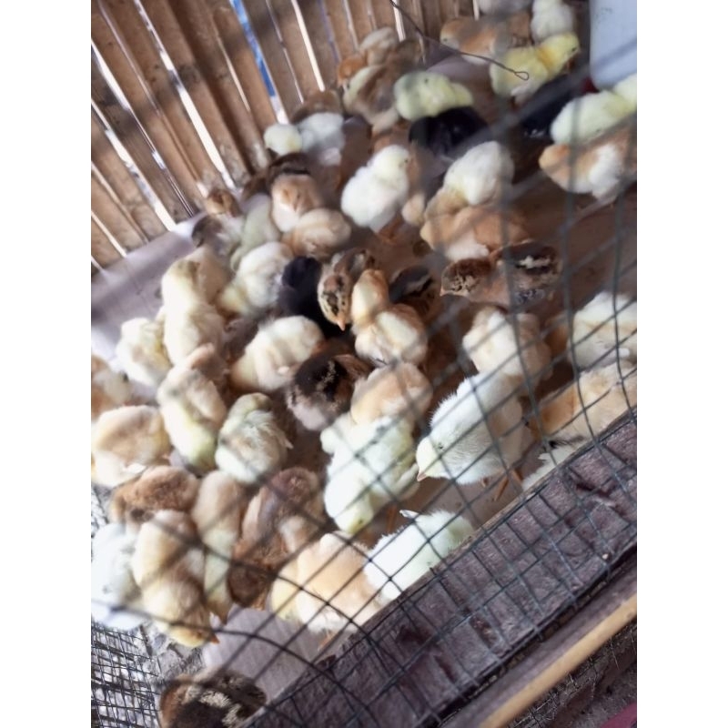 ayam kampung kub - ayam kampung unggul kub - ayam pedaging kub - doc kub