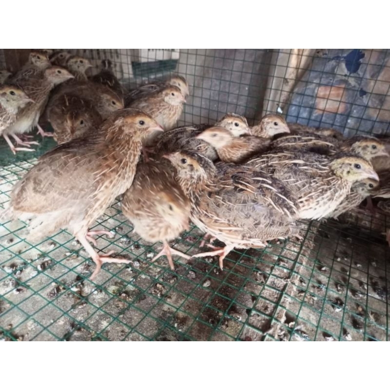 puyuh jantan - puyuh pedaging - puyuh potong