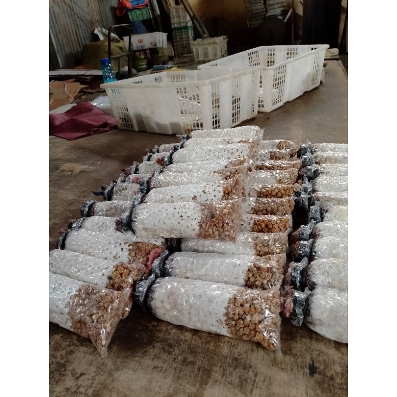 Bibit jamur tiram putih F2 kemasan plastik,benih jamur tiram putih