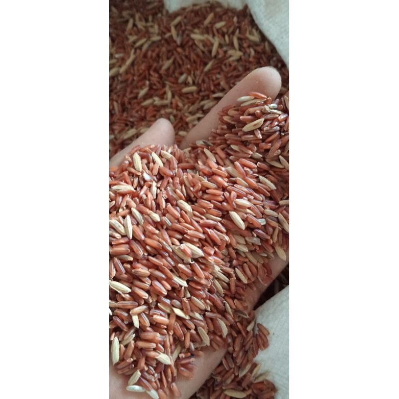 BERAS MERAH 1 KG |PAKAN BURUNG & AYAM