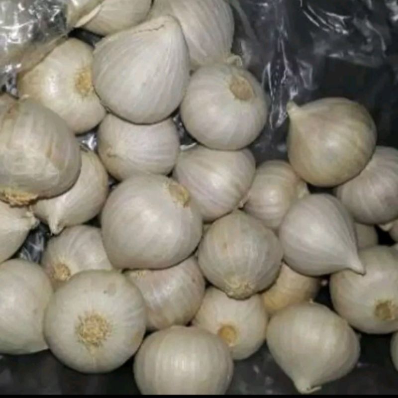 

Bawang Putih Tunggal/Bawang Lanang Impor Fresh 250 gr