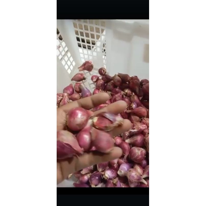 

Bawang Merah Brebes Asli