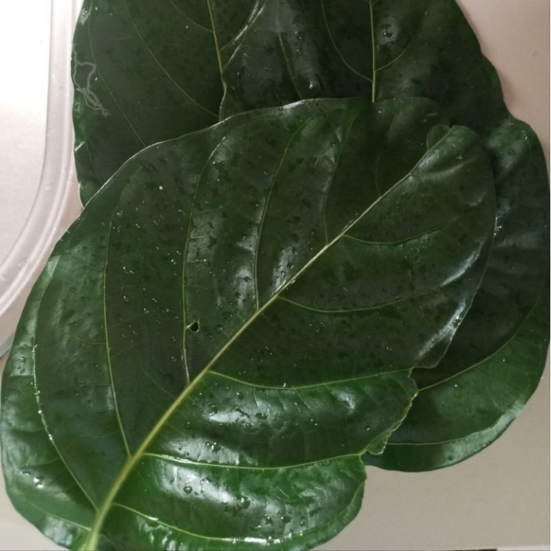 

Daun Mengkudu Segar - 10 lembar