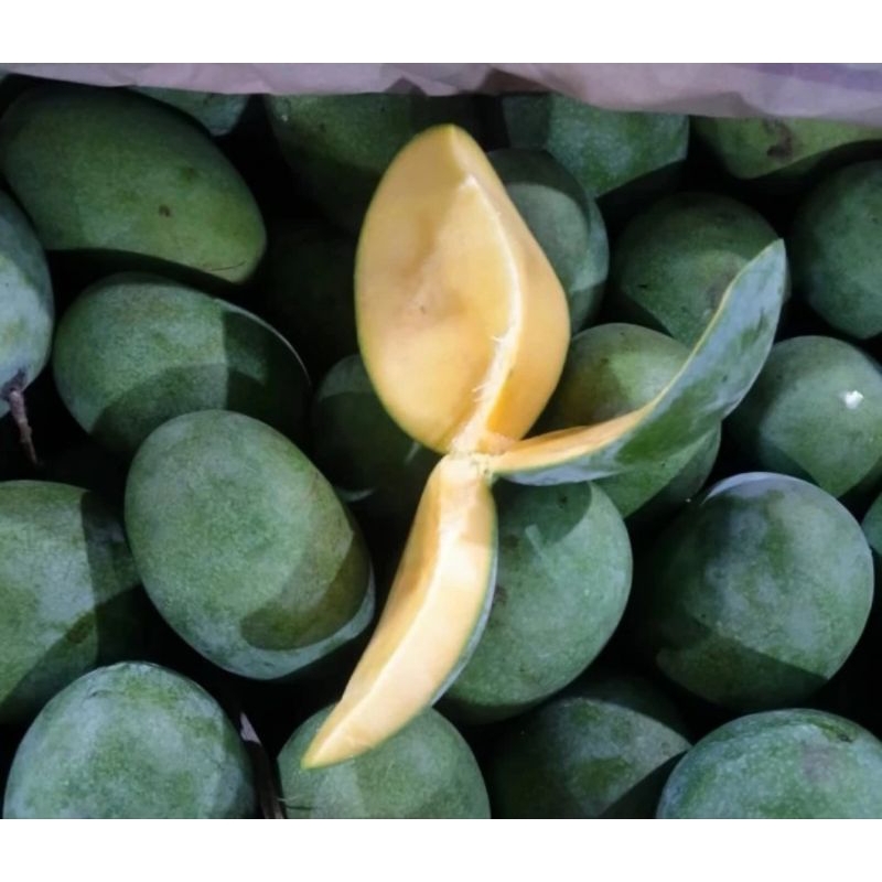 

Mangga manalagi 1KG buah mangga manalagi manis buah fresh bandung mangga manalagi