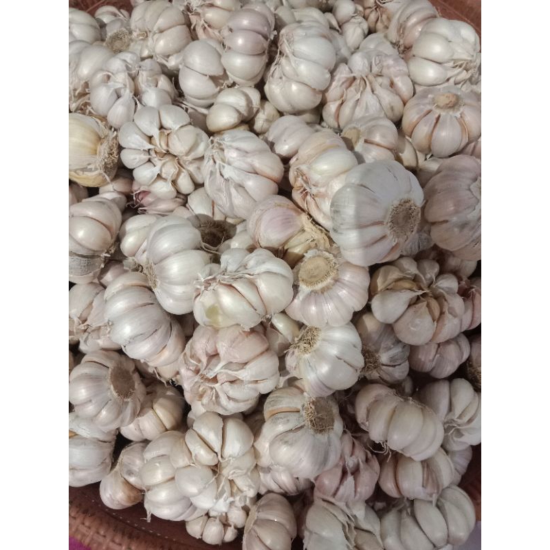 

Bawang Putih 1 kg