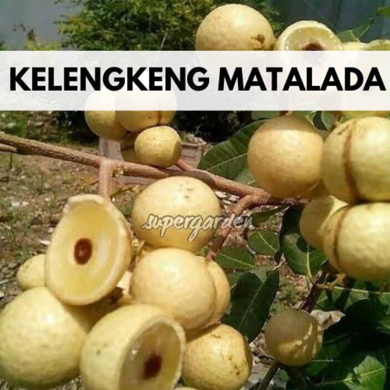Kelengkeng Matalada Batang besar rimbun
