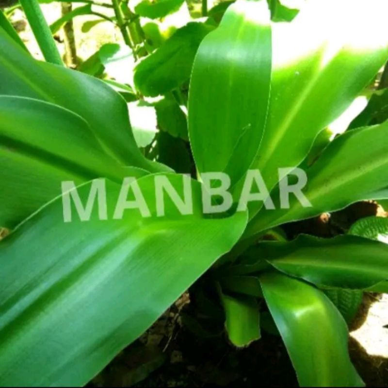 

DAUN BAKUNG DAIN HERBAL