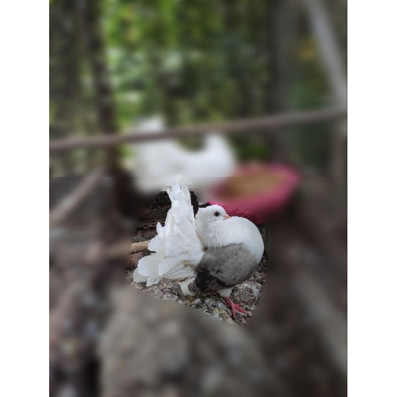 MERPATI KIPAS / MERPATI HIAS AMERICAN FANTAIL INDUKAN BETINA / DEWASA