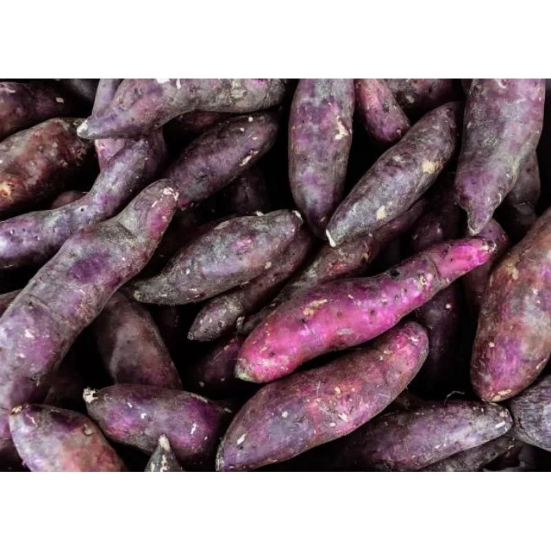 

Ubi ungu Brastagi fresh 1 kg