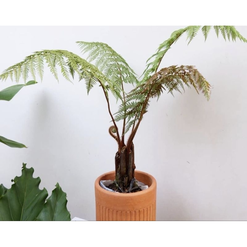 tanaman hias pakis monyet - pohon pakis monyet tinggi 1_1,5 meter