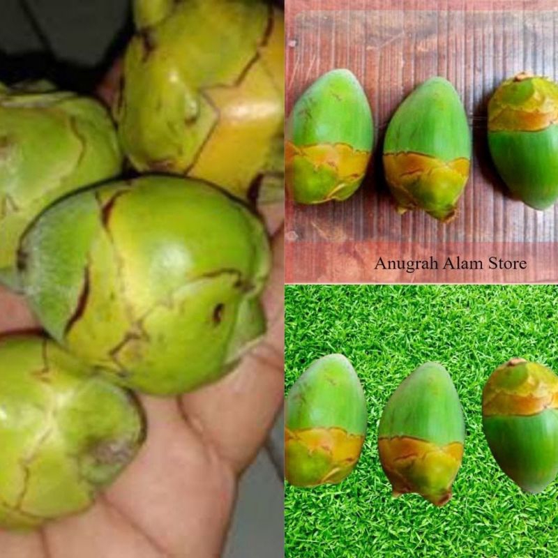 

Diskon.! Tembuluk Kelapa Muda Fresh isi 12Buah Obat Herbal Diabetes/Kencing Manis,